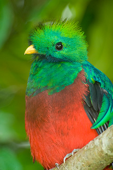 The Resplendent Quetzal, one of Monteverde's most spectacular canopy dwelling birds.