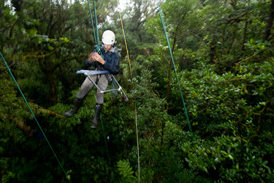 Scientists often use ropes to access the canopy