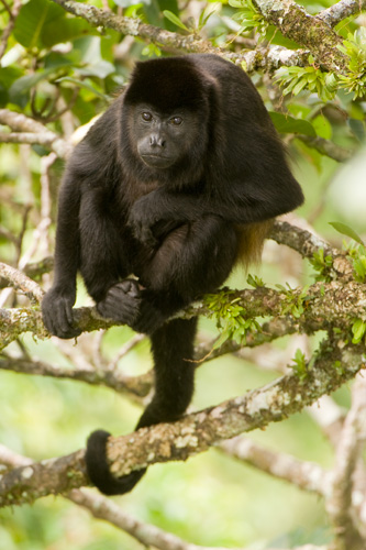 A common mantled howler monkey (Alouatta palliata) rests in a fig tree amidst a meal.
